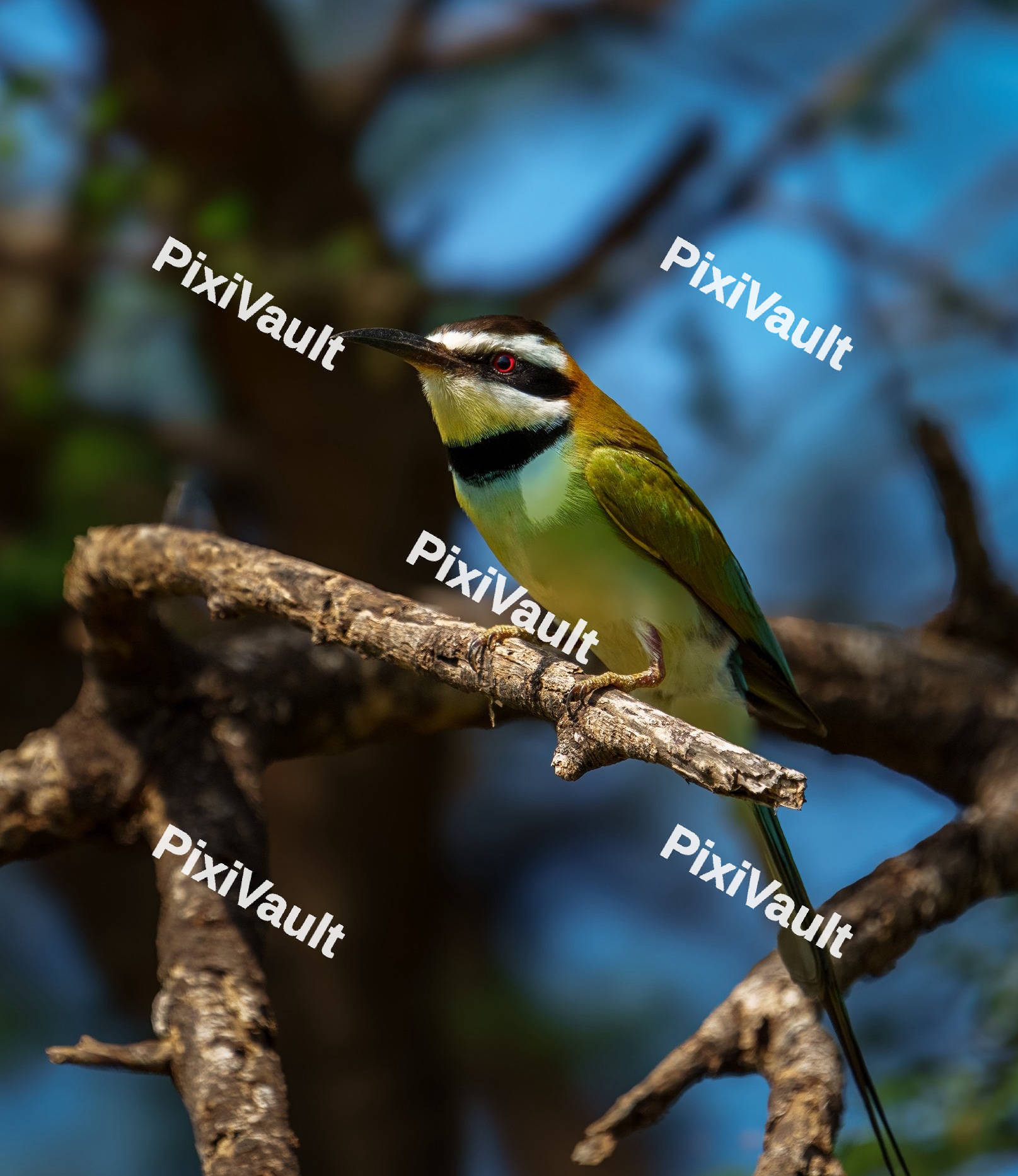White throated bee eater